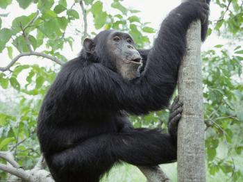 Mammals Pictures, Images, Photos