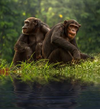 Chimp Couple