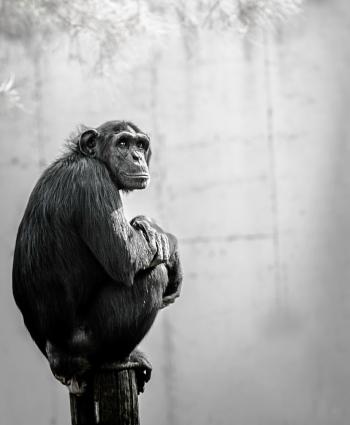 Chimpanzee Sitting on Wood