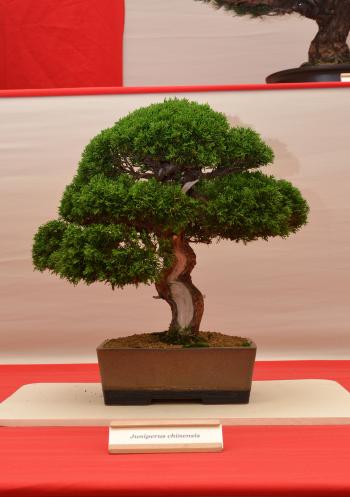 Chinese juniper bonsai