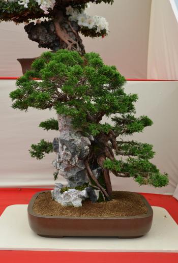 Chinese juniper over rock bonsai