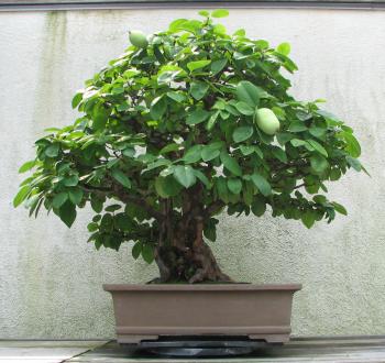 File:Chinese Quince, 1875-2007.jpg - Wikimedia Commons