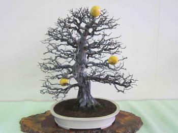 Nagoya Bonsai Show | Peter Tea Bonsai