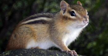 Six tips to avoid chipmunk damage to your home