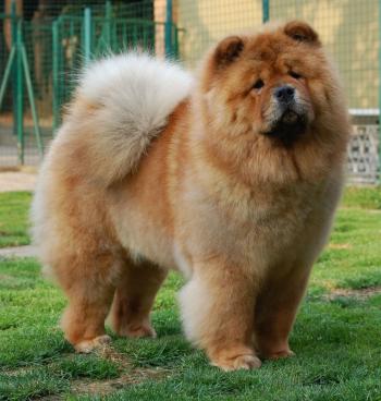 House of Chow Chow – Cascina Boschi