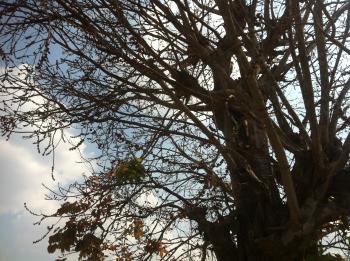 Chrey Tree in Beng Lake