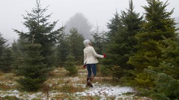Five Surprising Ways Your Christmas Tree Can Give Back Long After ...