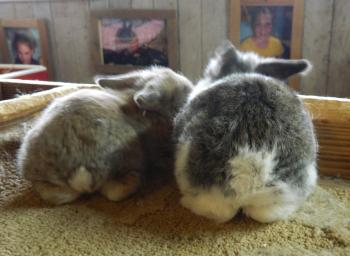Meet Rumple - The Christmas Bunny