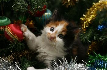 Christmas cat - 35 funny pictures & gifs - funnycatsgif.com