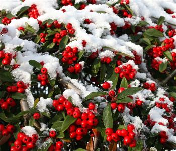 Step by Step on making a Christmas Door Wreath – Lamberdebie's Blog