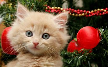Getting a Kitten for Christmas Compilation (2013) - YouTube