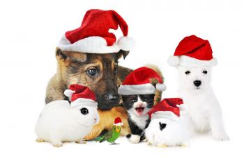 We Wish You, Your Family and Pets a Merry Christmas!