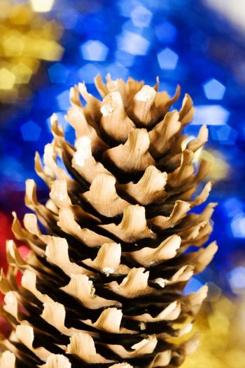 christmas pine cone