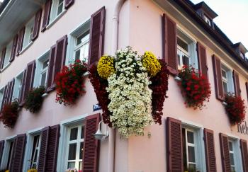 Chrysanthemas on house