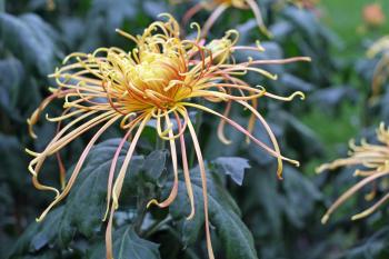 FafardSpider Chrysanthemums