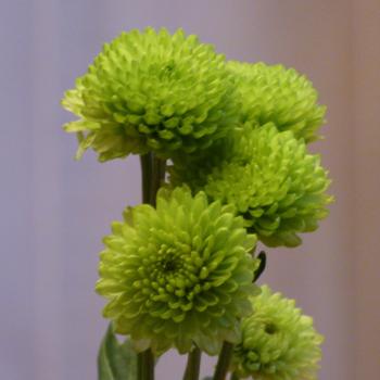 Fact About Chrysanthemum Flowers ? Are Mums Annual Or Perennial Flowers