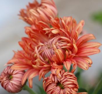 Heirloom chrysanthemum Coral Charm | Chrysanthemums ❋❋ | Pinterest ...