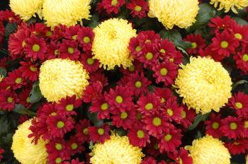 Botanical Accuracy: Is oxeye daisy a Leucanthemum or a Chrysanthemum?