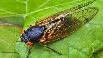 Join in on a Cicada Symphony - YouTube