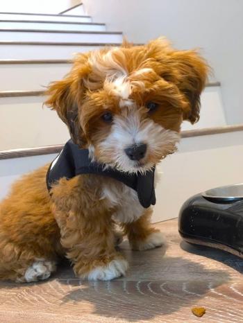 This is Cinnamon, my first dog after 42 years. : pics