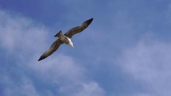 Seagull flying a circle in the sky and other gulls around, real time ...