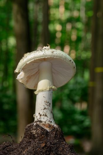 File:Amanita citrina - Gelber Knollenblätterpilz - false death cap ...