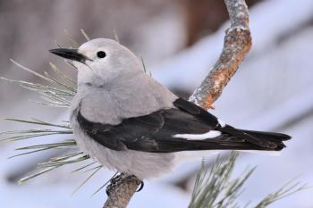 Clark's Nutcracker (Nucifraga columbiana) Clark's Nutcrackers ...