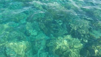 Clear Ocean Coral Background