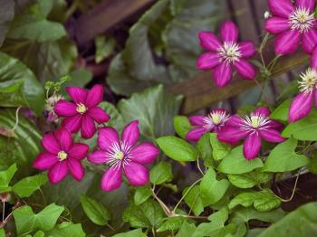Clematis Varieties ? Bush Types And Climbing Clematis Vines