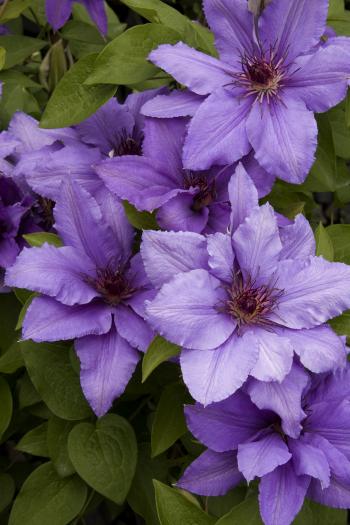 Boulevard® Parisienne™ Clematis - Monrovia - Boulevard® Parisienne ...