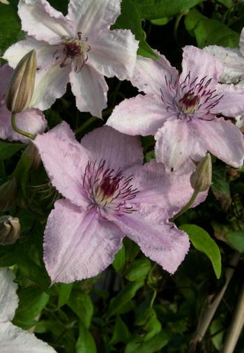 Hagley Hybrid Clematis - Monrovia - Hagley Hybrid Clematis