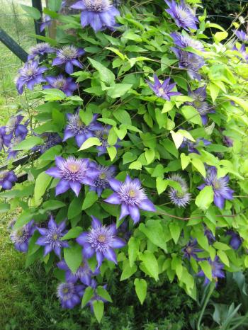 Image result for clematis multi blue | south helana | Pinterest ...