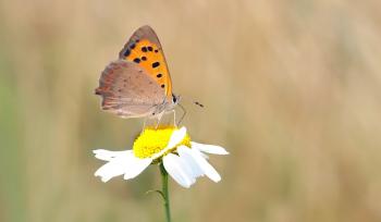 Close Photography of Orange and Brown Butterfly on White Daisy during Daytime