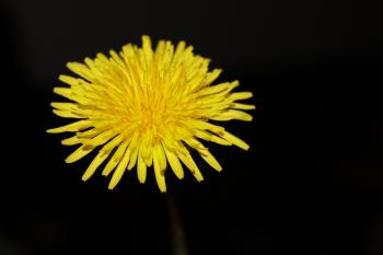 Close Photography of Yellow Aster