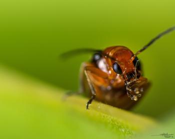 Focal Length in Reverse Lens Macro Technique - Photography Life