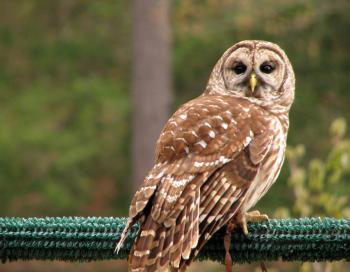 Close-up of a barred owl