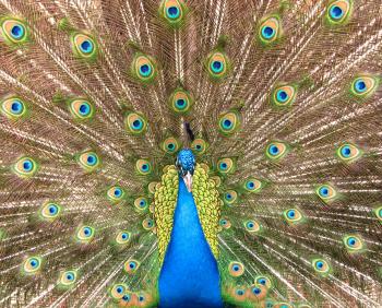 Close-up of a colorful peacock