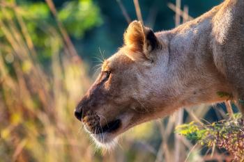 Close-up of a Lioness