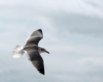 Close-up of a seagull flying