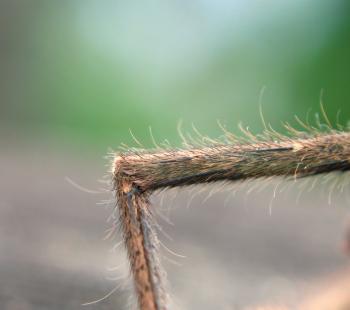 Close Up of a Spider Leg