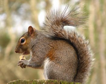 Close-up of a squirrel eating a nut