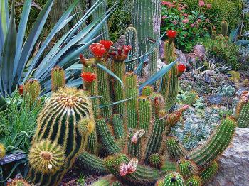 Close-up of Cactus