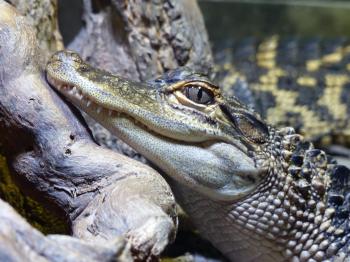 Close-up of Crocodile