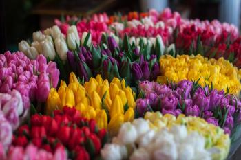 Close-up of Multi Colored Tulips