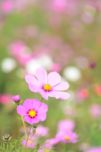 Close-up of Pink Cosmos Flowers