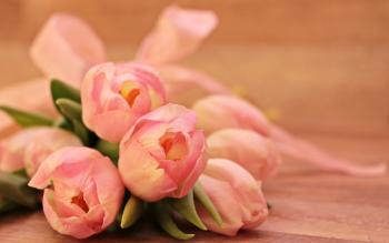 Close-up of Pink Flower Bouquet