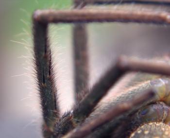 Close Up of  Spider Legs
