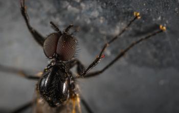 Close Up Photo Black Housefly