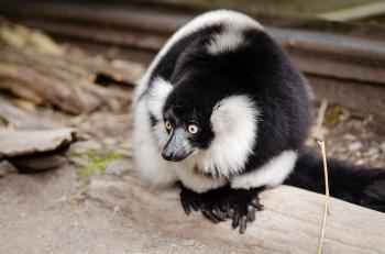 Close Up Photo of Black and White Lemur