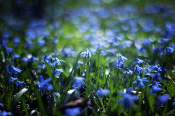Close Up Photo of Blue Petaled Flower during Daytime